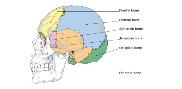 Identify The Following Sphenoid Bone In Skull Flashcards